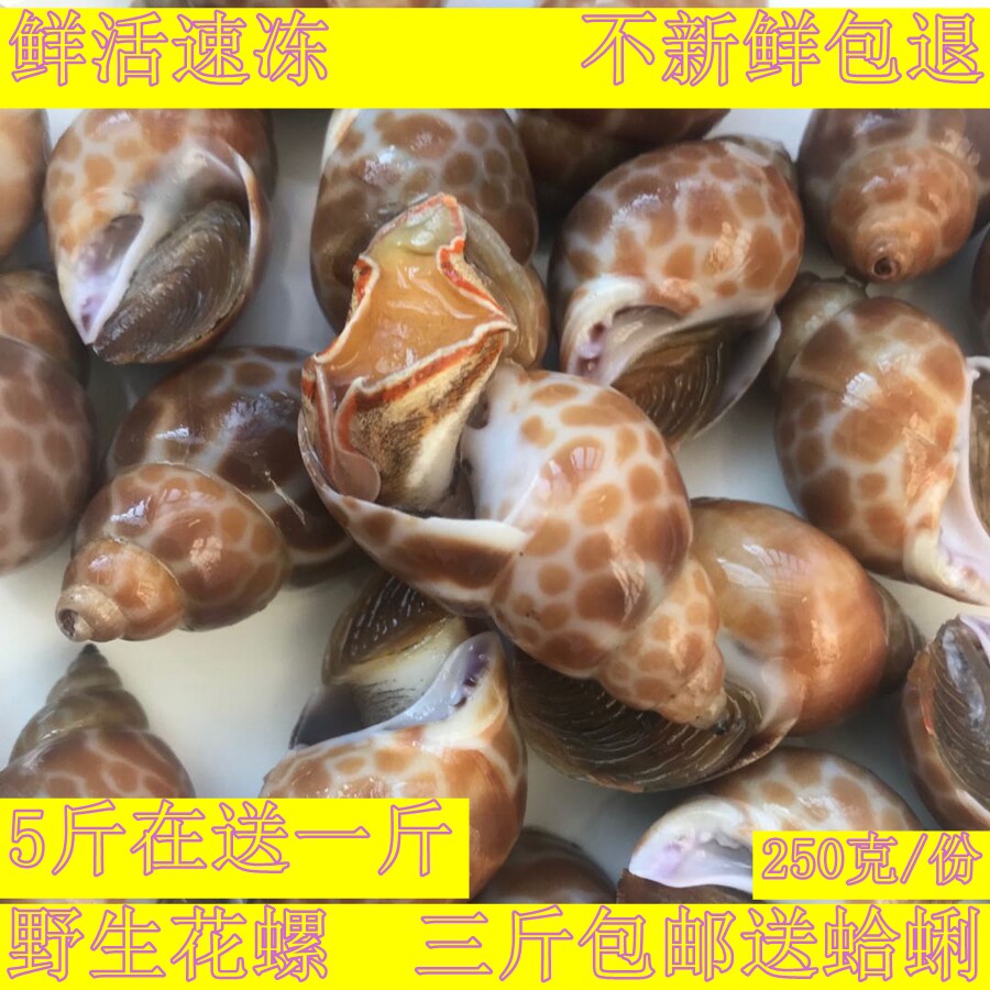 新鲜海螺花螺鲜活野生海螺大花螺新鲜猫眼鲜活水产贝类大香螺海螺