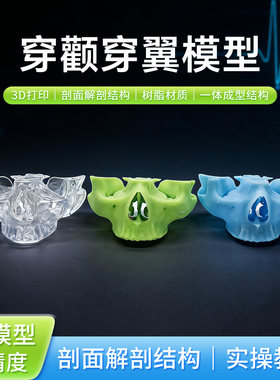 牙科穿颧穿翼练习模型 树脂材质种植练习模型3D打印 接受颜色定制
