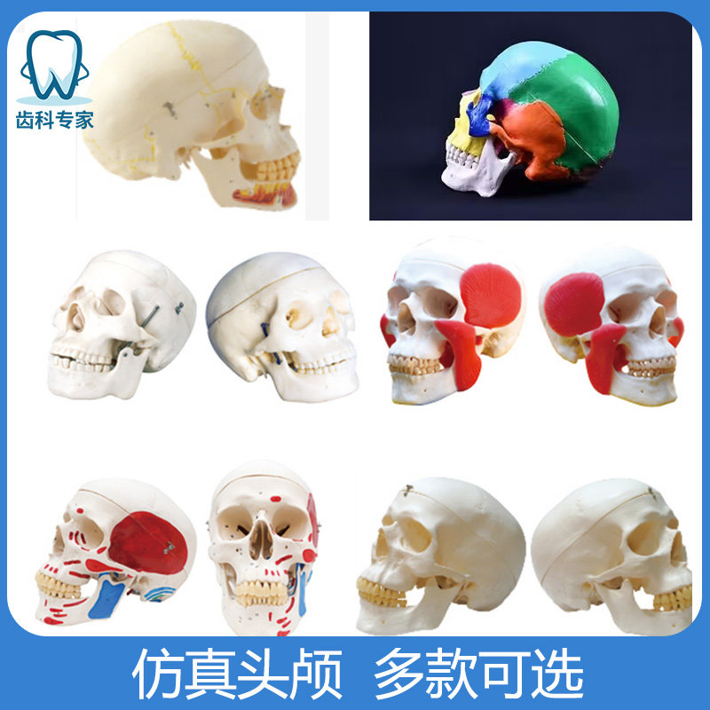 头颅模型牙科教学头部进口树脂材料可拆卸头模骷髅头仿真模型