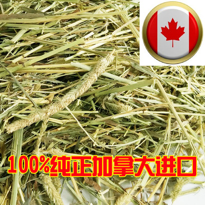 静静加拿大喂马羊驼提摩西草牧草