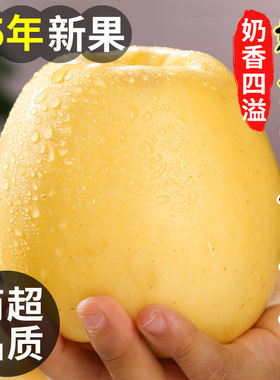 黄金奶油富士苹果9斤新鲜水果山东烟台白色牛奶脆甜平果整箱包邮