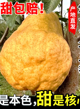 烟台中华丑梨5斤山东莱阳佛手太婆大头梨新鲜水果当季梨子整箱