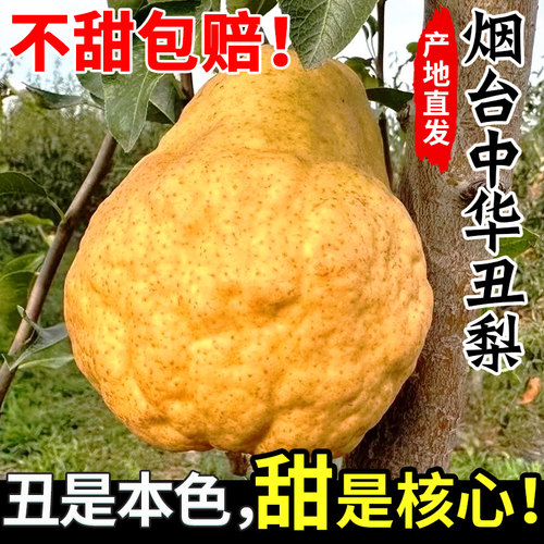 【不甜包赔】正宗烟台中华丑梨