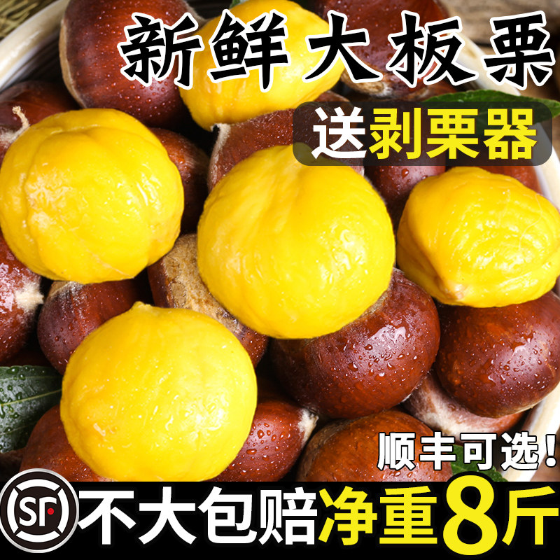 2026新鲜丹东生板栗当季板栗生新鲜栗子新下树5嫩油野栗大板栗10