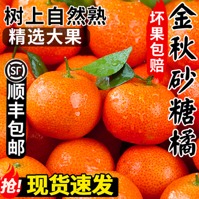 【正宗金秋砂糖】顺丰包邮