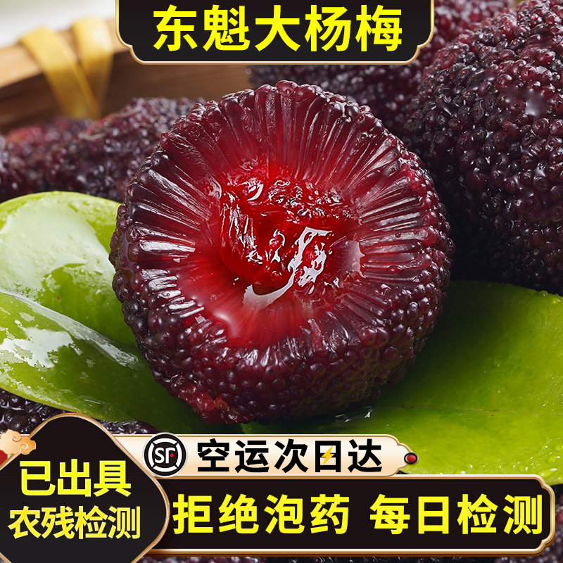 【不泡药】正宗东魁杨梅鲜果现摘现发当季新鲜水果整箱顺丰空运