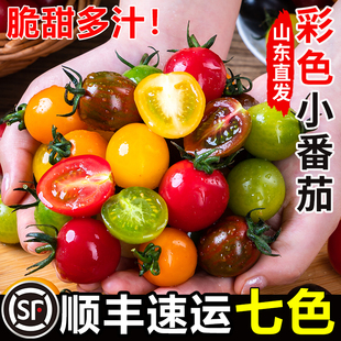 新鲜彩色小番茄圣女果混合装 七彩七色圣女果酸甜多汁现摘现发顺丰