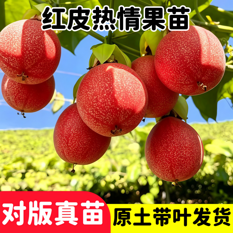 云南纯甜新品种热情果苗特大哥伦水果种子/种苗