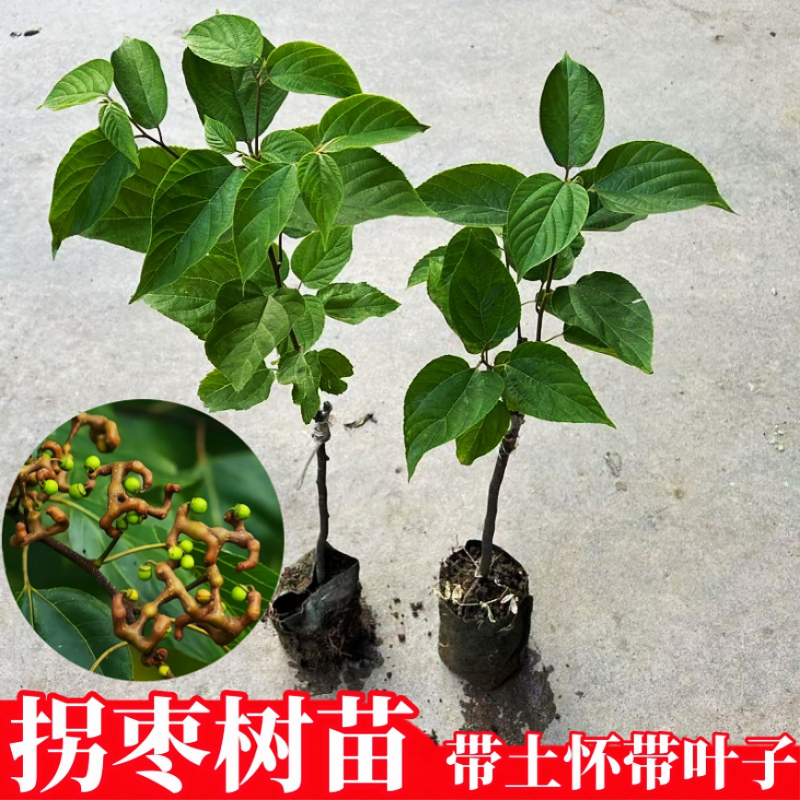 拐枣苗树嫁接万寿果苗鸡爪梨苗金钩子南北方种植庭院地栽带土带叶