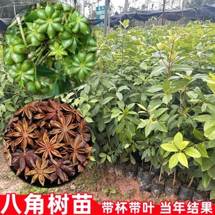 八角树树苗广西大红罗马东荣八角矮化嫁接苗食用大茴香树南北方种