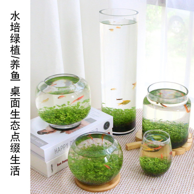 优选水草种子大对叶水培植物水草D泥生态瓶玻璃瓶水养绿植微景.