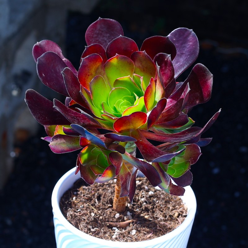 紫羊绒多肉植物法师云南直发肉肉植物大颗好养室内绿植花卉盆栽