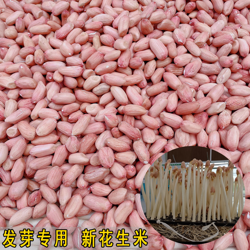 花生芽种子籽花育16生新水培种植高产山东可食用发芽手剥花生米
