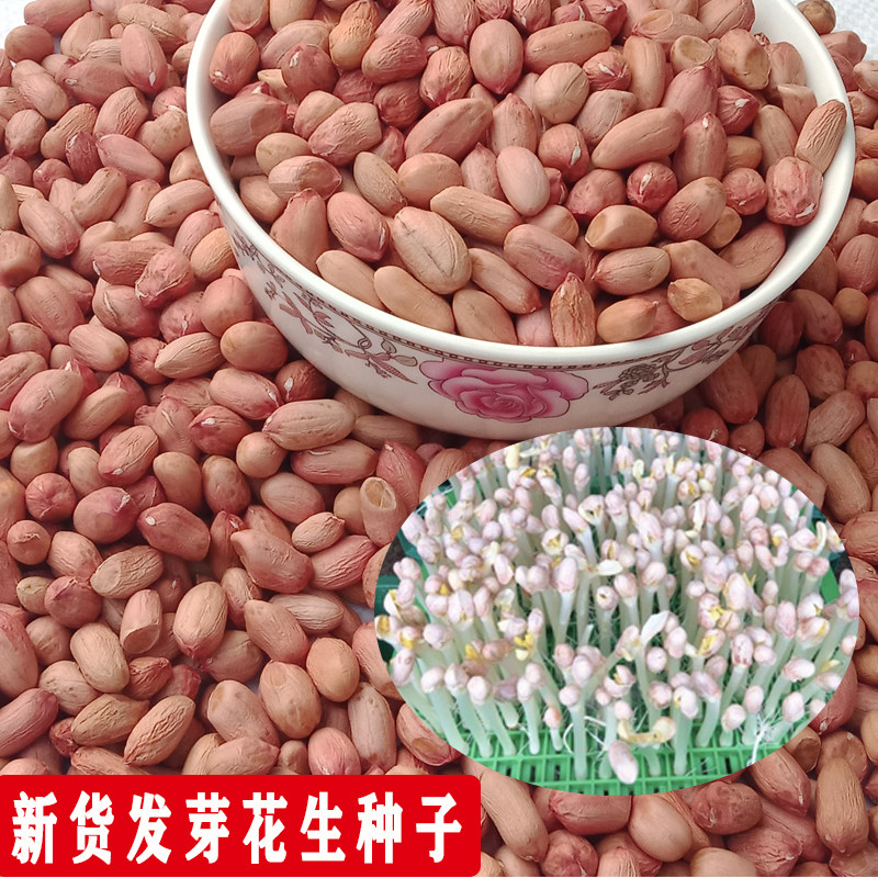 花生种籽子带壳花育16发芽水培山东饱满种植高产早熟手剥大花生米