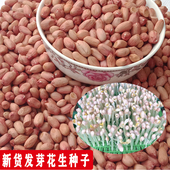 花生种子发芽花育9616水培山东饱满种植带壳高产早熟手剥大花生米