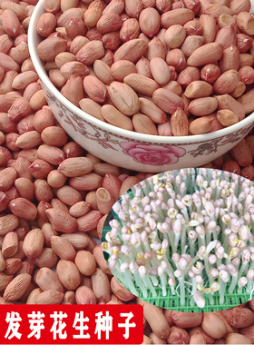 花生种子发芽花育9616水培山东饱满种植带壳高产早熟手剥大花生米