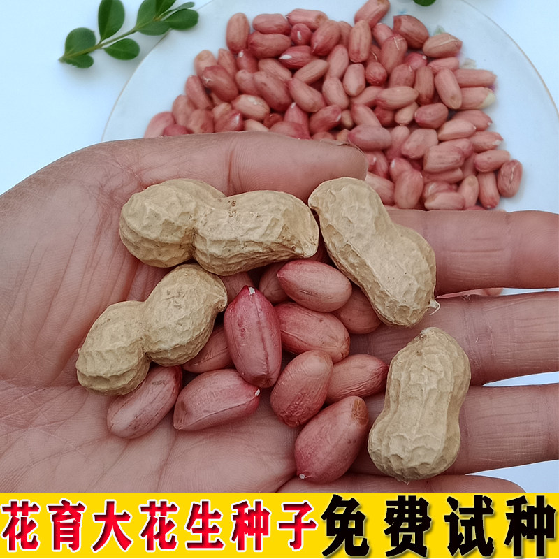 花生种子籽带壳种植高产早熟饱满粉花育16手剥山东大花生米可发芽