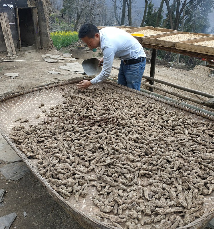 生地野生地中药材500克 生地中药材正品 细生地熟地生地沙参麦冬
