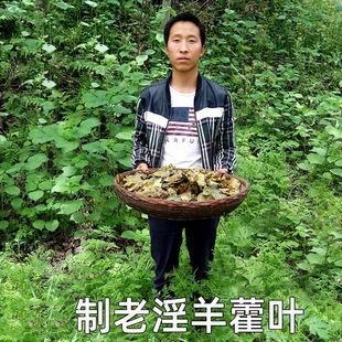 圆叶野生淫羊藿叶野生250g 可打淫羊藿叶粉 淫羊藿叶泡茶