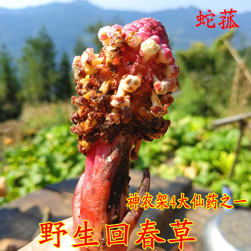 野生红冬蛇菰回春草角菌铺地开花500克