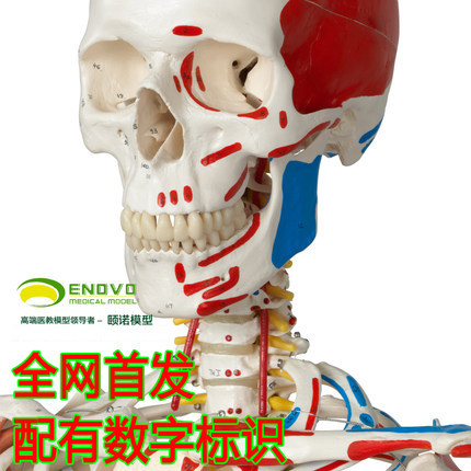 ENOVO颐诺正品医用人体170CM骨骼韧带肌肉数字标识款骨骼解剖模型|ruв категории игрушка/коляска/головоломка/блоки/модель, статическая модель, другие модели игрушки - от Buy2taobao.com для оказания профессиональной услуги покупки агента Taobao