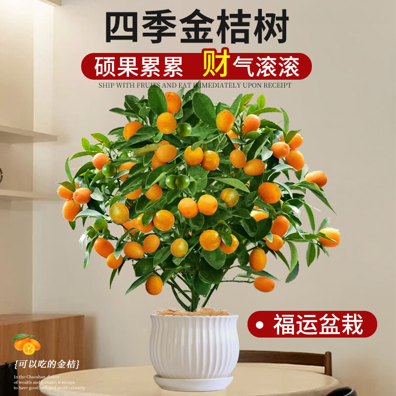 金桔树盆栽带果可食用四季脆皮橘子树苗室内客厅年宵招财绿植花卉
