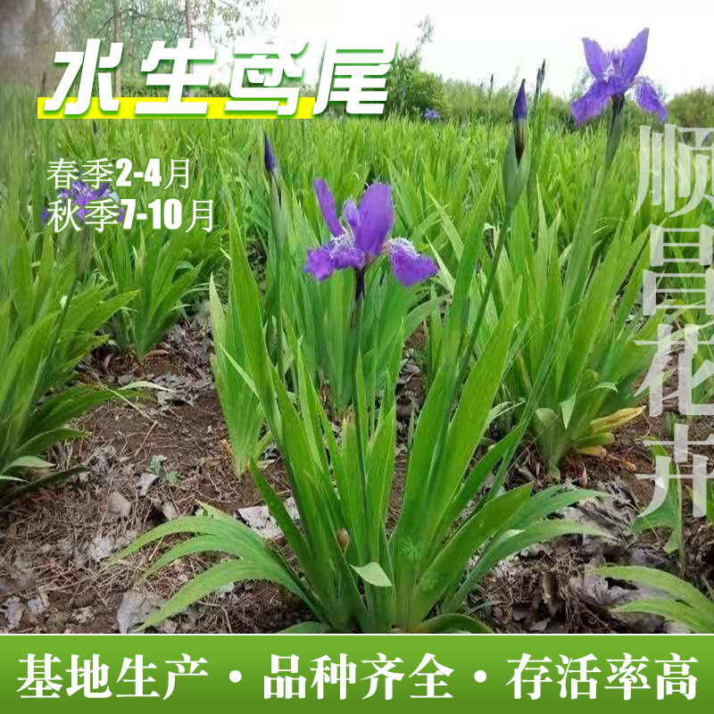 水生鸢尾花杯苗湿地绿化马鸢蝴蝶庭院池塘绿化带黄花鸢尾苗