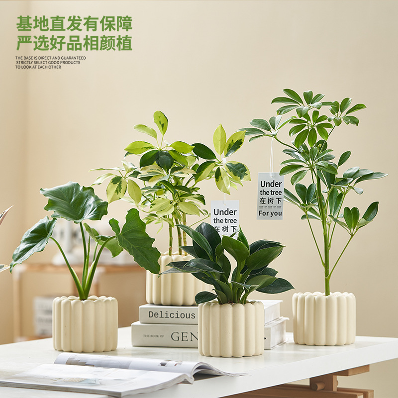 北欧简约风办公室摆件净化空气除甲醛桌面植物发财树桌面植物