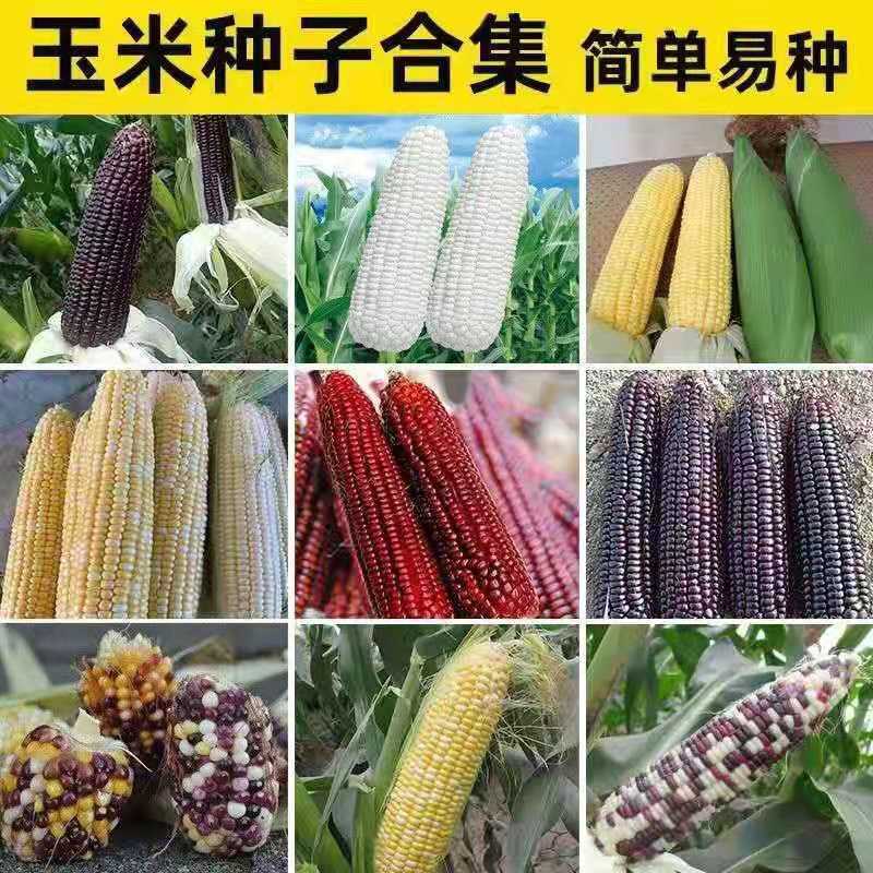 水果玉米 蔬菜 菠萝草莓黑糯甜玉米
