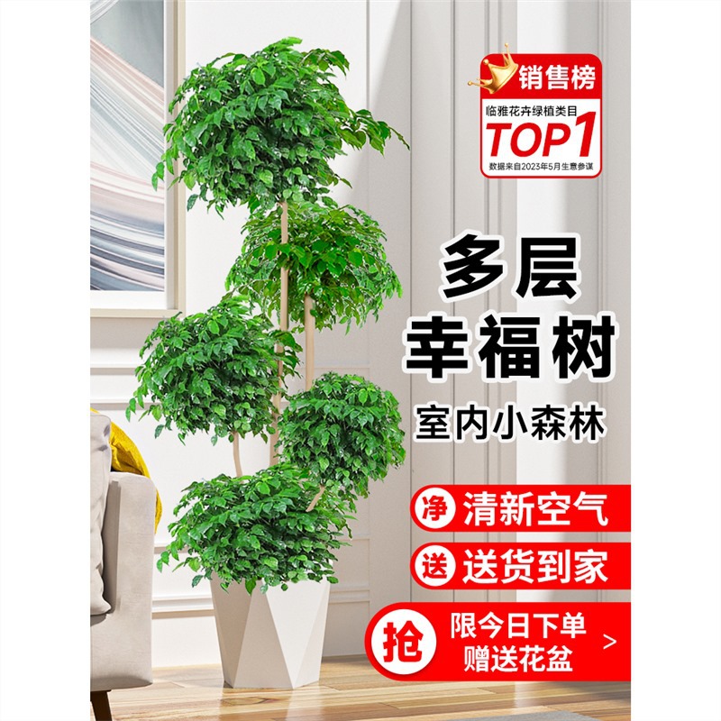 幸福树客厅大型绿植办公室内好养大老桩平安树吸甲醛