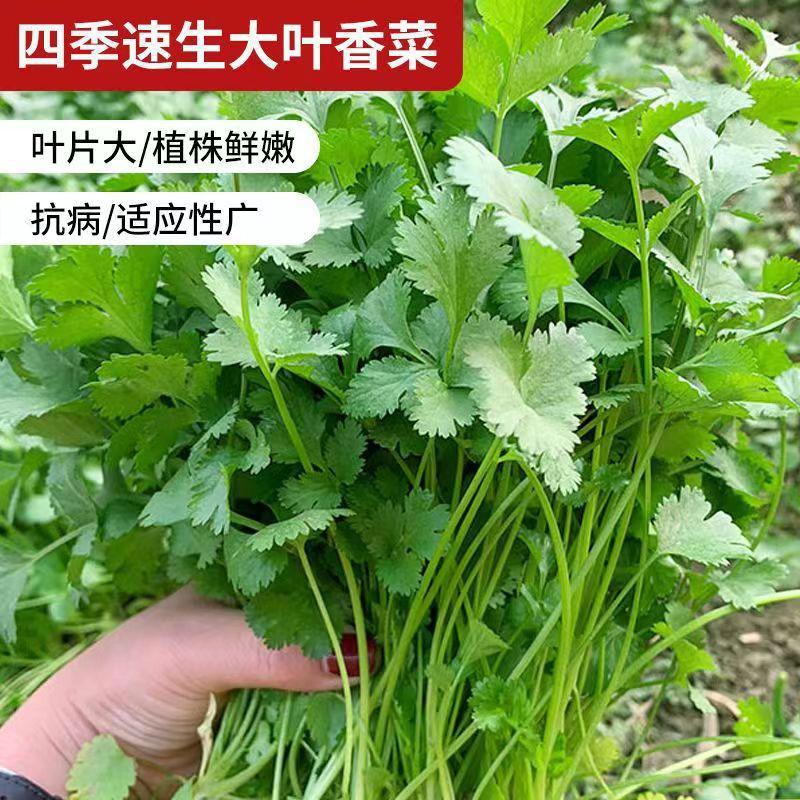 香菜香菜菜大叶易种阳台室内种蔬菜