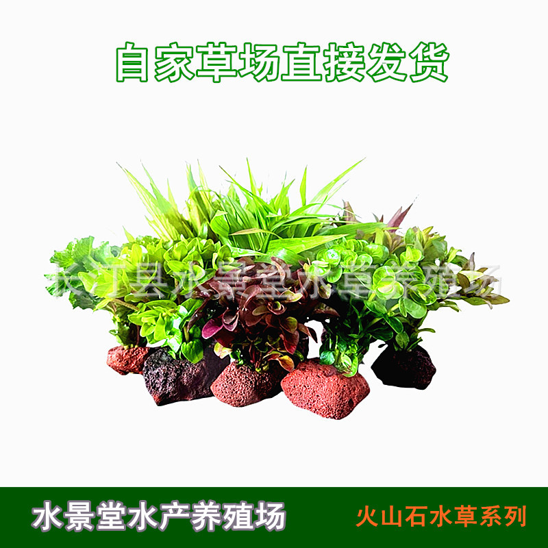 鱼缸造景懒人水草中后景草火山石水草水族箱新手套餐水榕活体