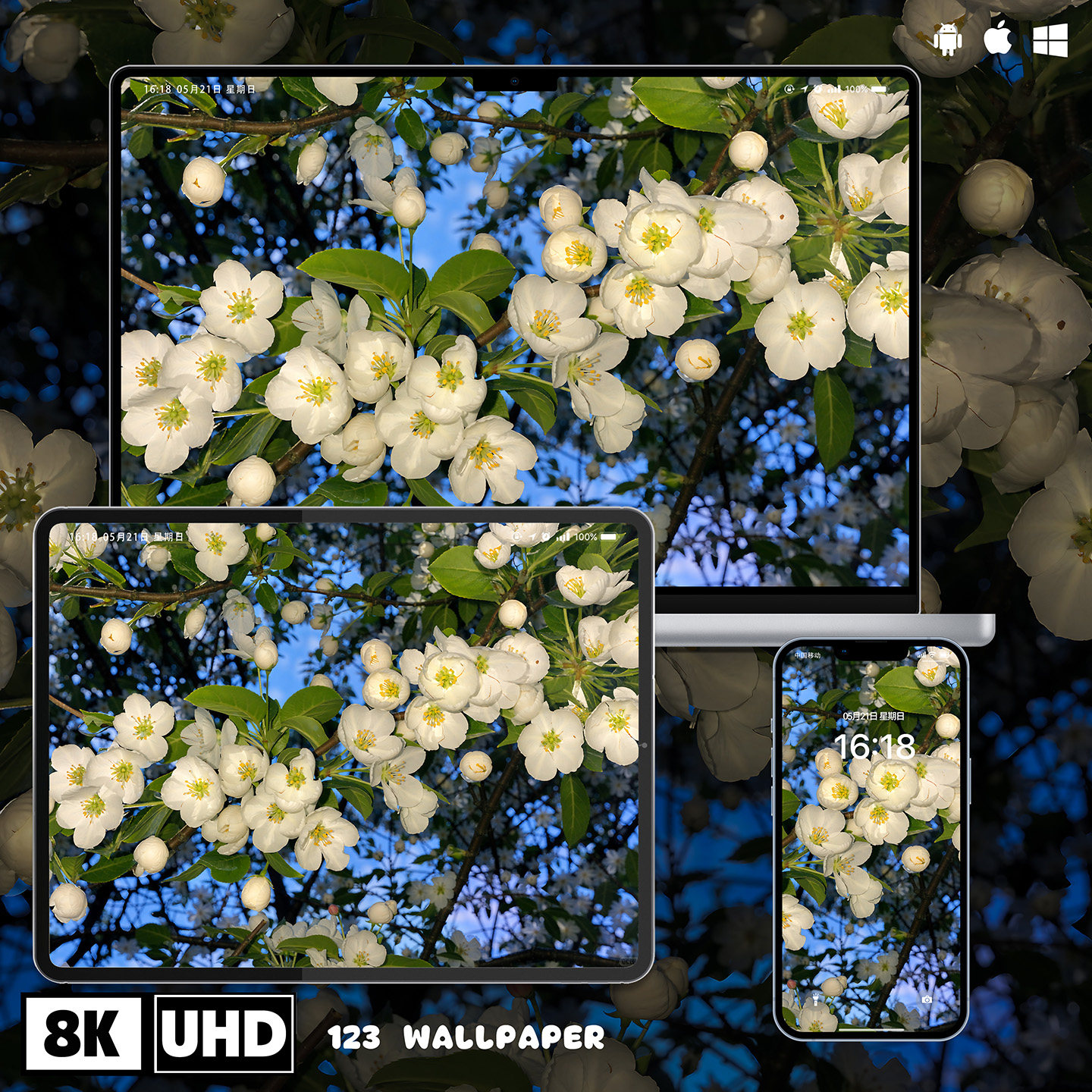 白海棠花特写治愈8K超清壁纸iphone苹果安卓手机电脑ipad平板壁纸,商务/设计服务,卡通/动漫/插画设计,淘宝优惠券,粉丝福利购,淘宝优惠卷