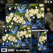 白海棠花特写治愈8K超清壁纸iphone苹果安卓手机电脑ipad平板壁纸