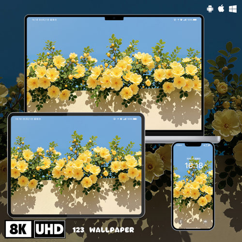 黄色蔷薇花墙治愈8K超清壁纸iphone苹果安卓手机电脑ipad平板壁纸