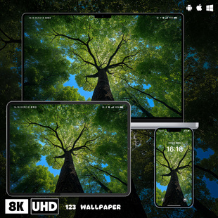 绿意森林仰望大树治愈壁纸iphone苹果安卓手机电脑ipad平板壁纸图