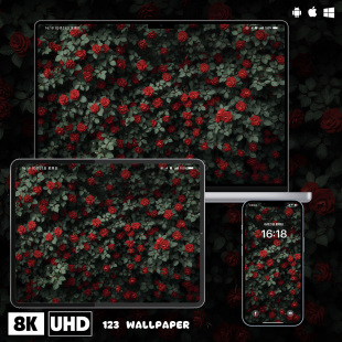 红玫瑰绿叶花墙高级感壁纸iphone苹果安卓手机电脑ipad平板壁纸图