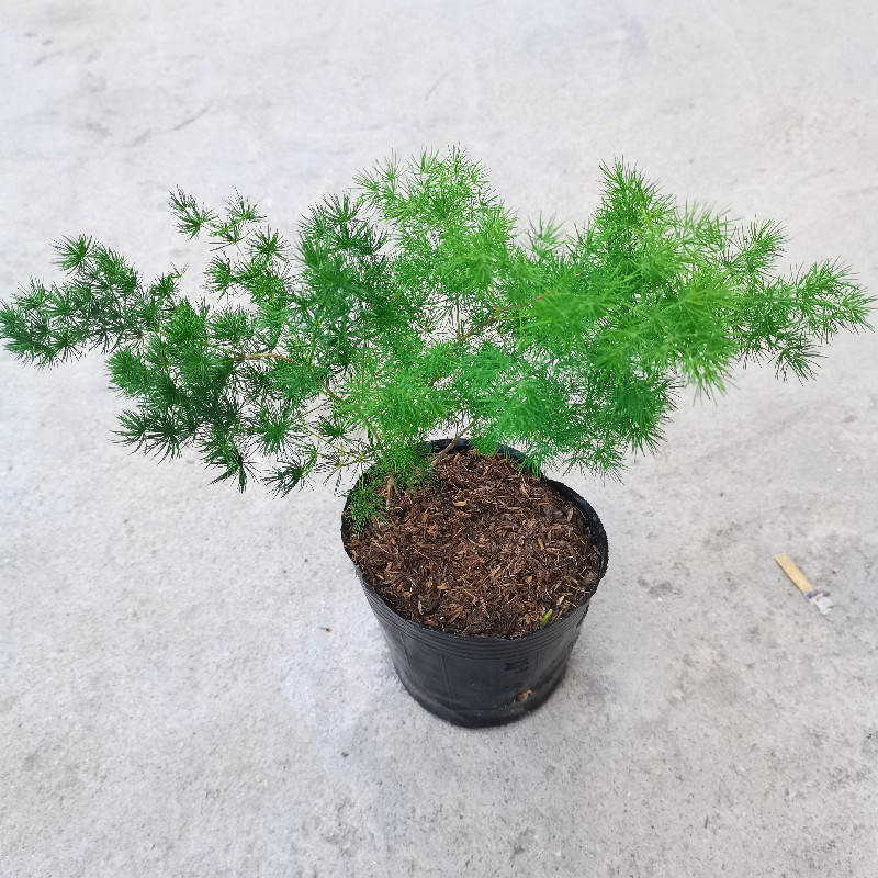 花媒人花卉盆栽松叶天门冬蓬莱松小盆景绣球松室内玄关植物松竹草