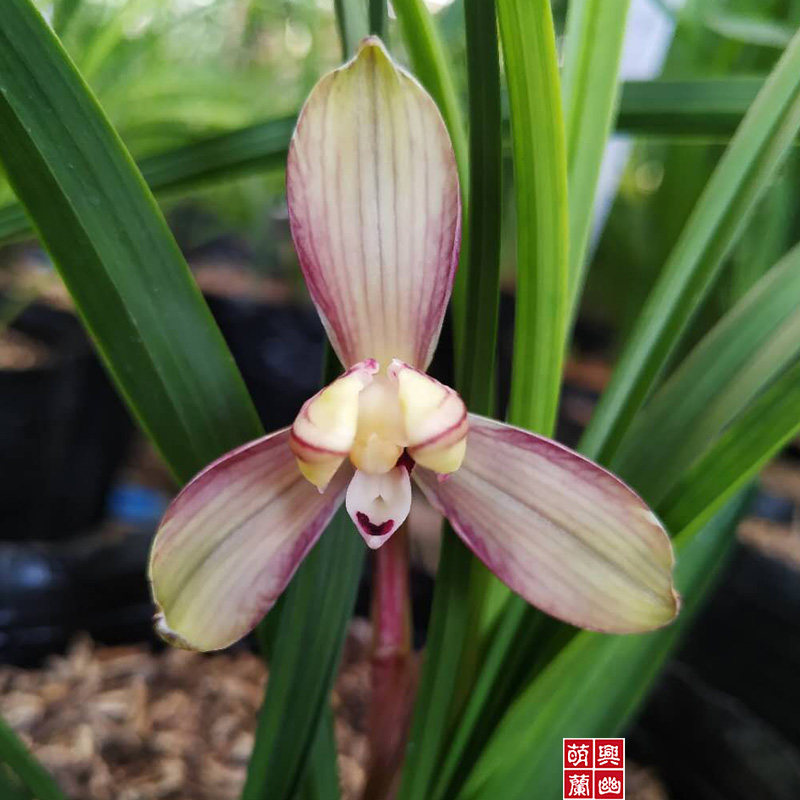 【萌兴兰幽合作社】红孩儿春兰清香型好养易活绿植盆栽花卉兰花草