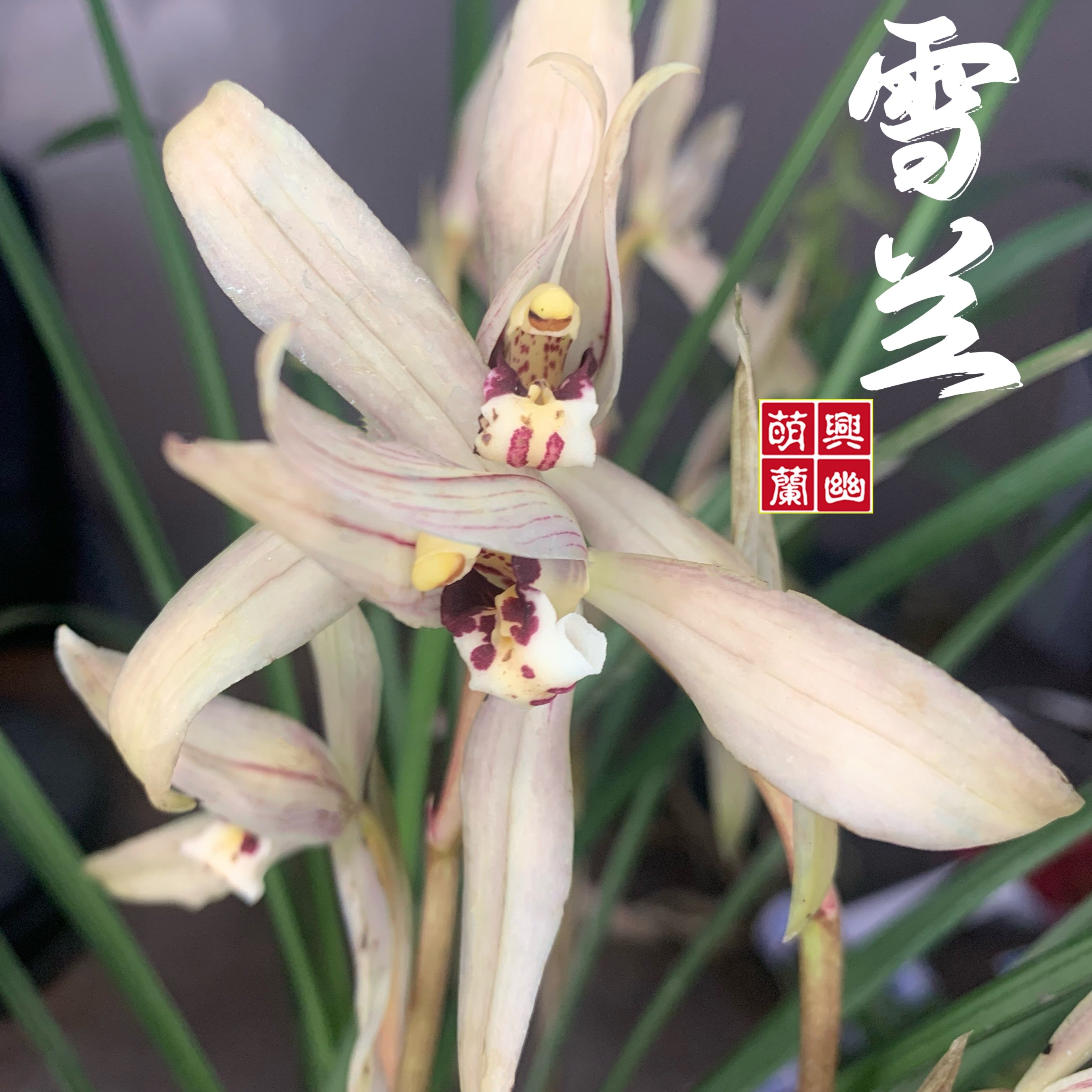 【萌兴兰幽合作社】雪兰兰花苗花期带花苞兰花盆栽春剑铭品自然苗