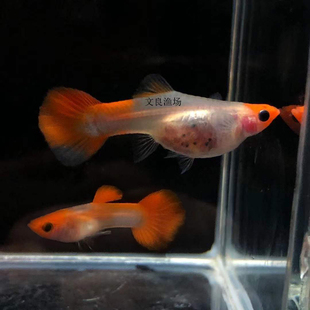 鸿运当头玻璃猫孔雀鱼水晶透明玻璃体凤尾鱼胎生鱼孕母小型观赏鱼