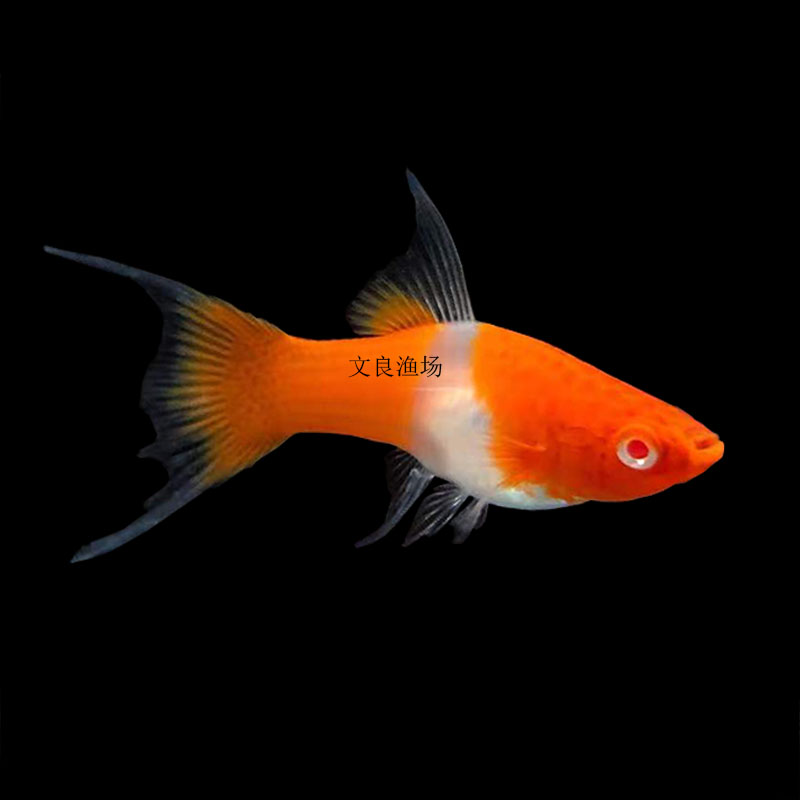 红白燕尾剑高帆双尾红剑鱼鸿运当头胎生鱼小型热带观赏鱼活体淡水
