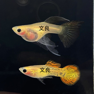 精品黄蕾丝玻璃猫缎带大c体孔雀鱼玻璃体凤尾鱼胎生鱼孕母热带鱼