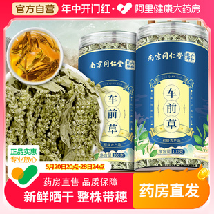 南京同仁堂车前草新鲜干货非车前草泡茶包 功效与作用野生中药材