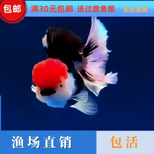 三色玛丽泰狮金鱼冷水淡水鱼活鱼