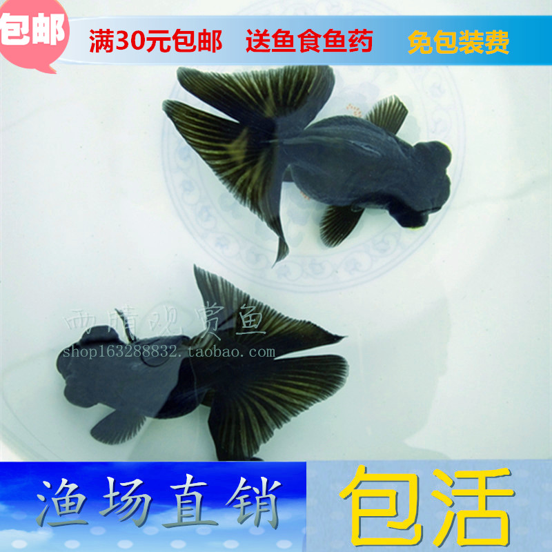 精品蝶尾特价宠物包活免邮金鱼