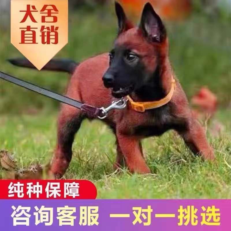 马犬幼犬纯种活体爆红黑红黄马犬看家护院犬狼狗大型护卫犬宠物狗