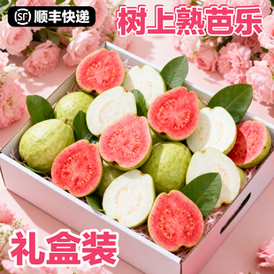 礼盒装 顺丰当季 包邮 番石榴旗芭芭乐水果奶油红心白芭乐水果新鲜