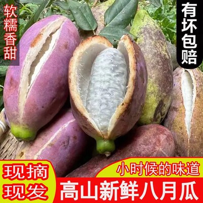 八月瓜现摘八月炸孕妇罕见稀奇三叶木通果网红新鲜野香蕉预知子