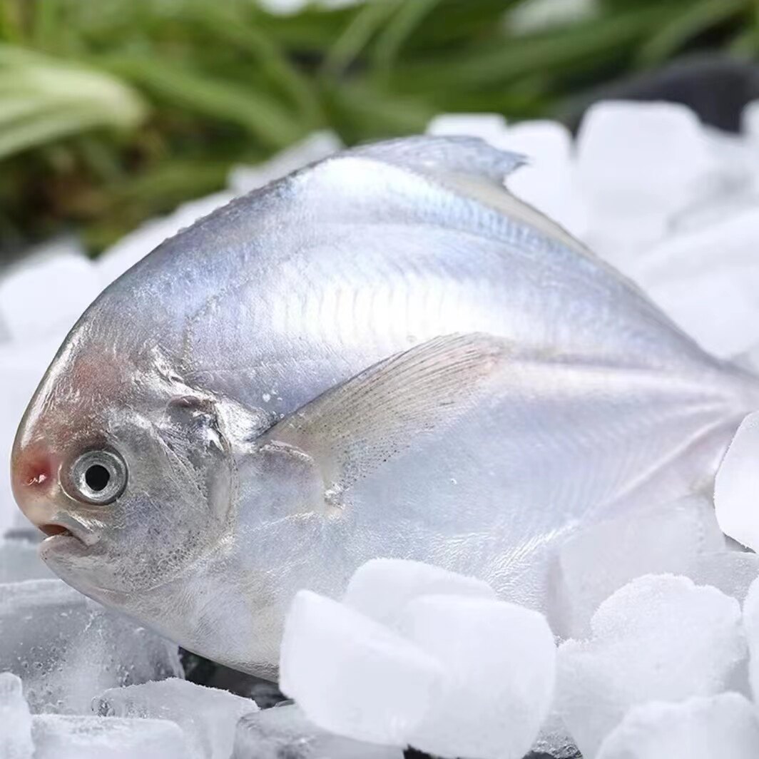 野生银鲳鱼平鱼水产新鲜鱼一箱武昌鱼包邮鲜活冷冻4-6条/斤顺丰